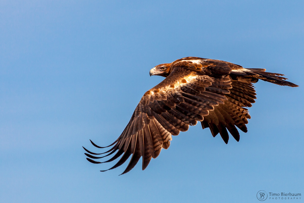 Keilschwanzadler