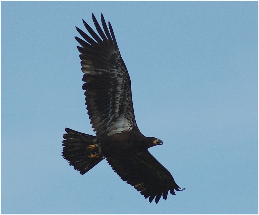 Keilschwanzadler...