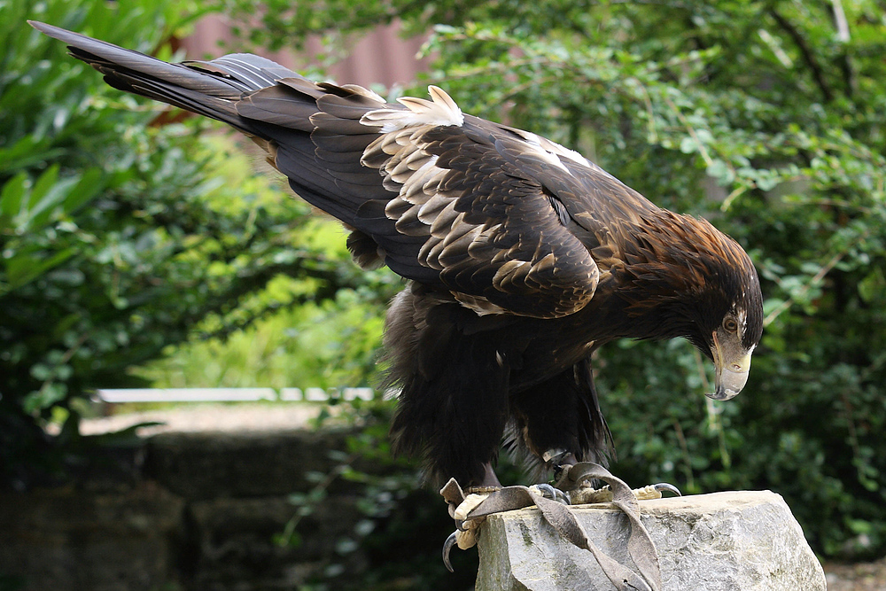 Keilschwanzadler