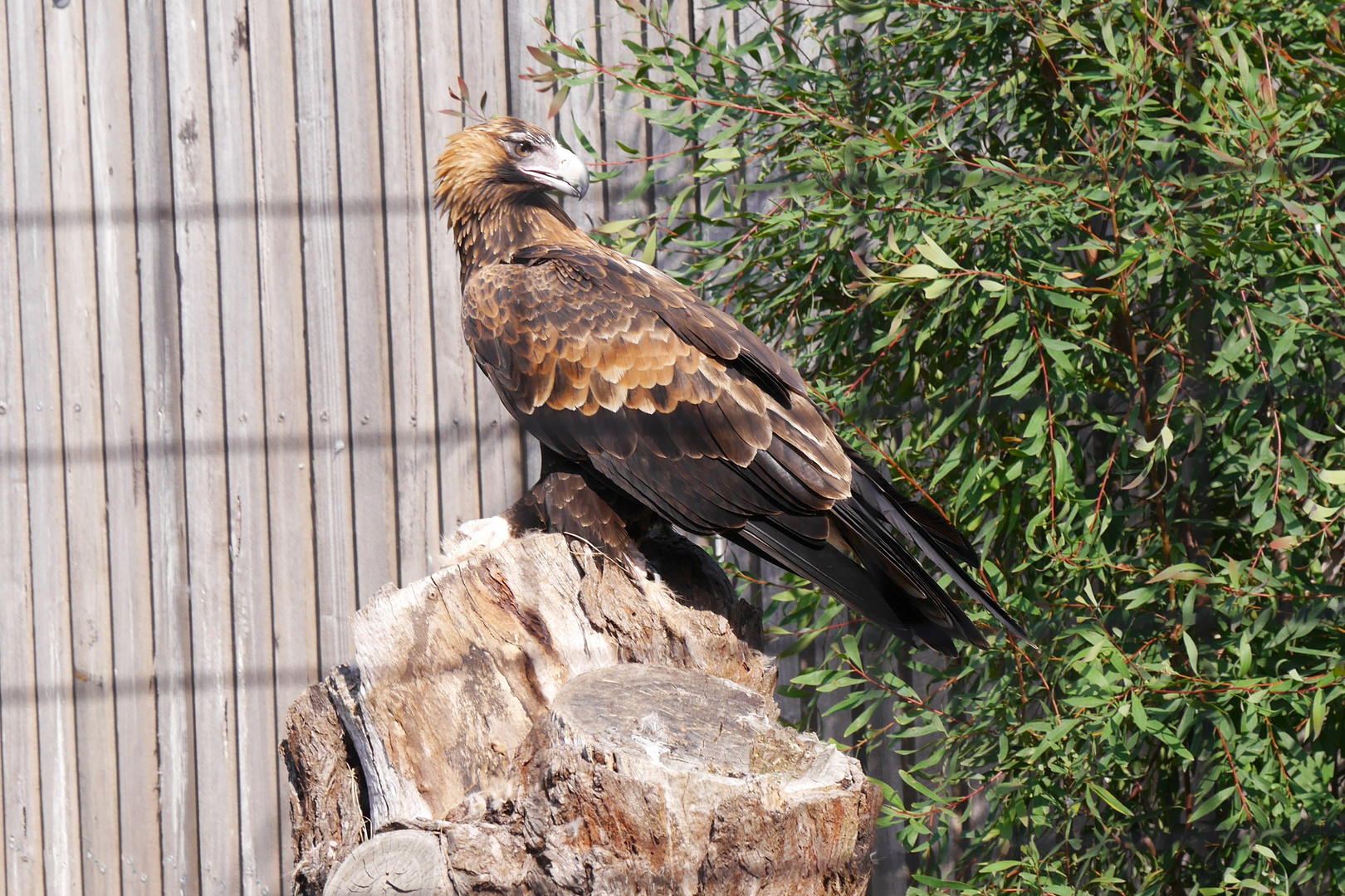 Keilschwanzadler  -  Aquila audax