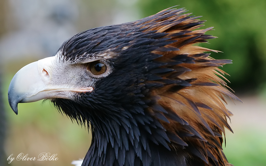 Keilschwanzadler die Zweite