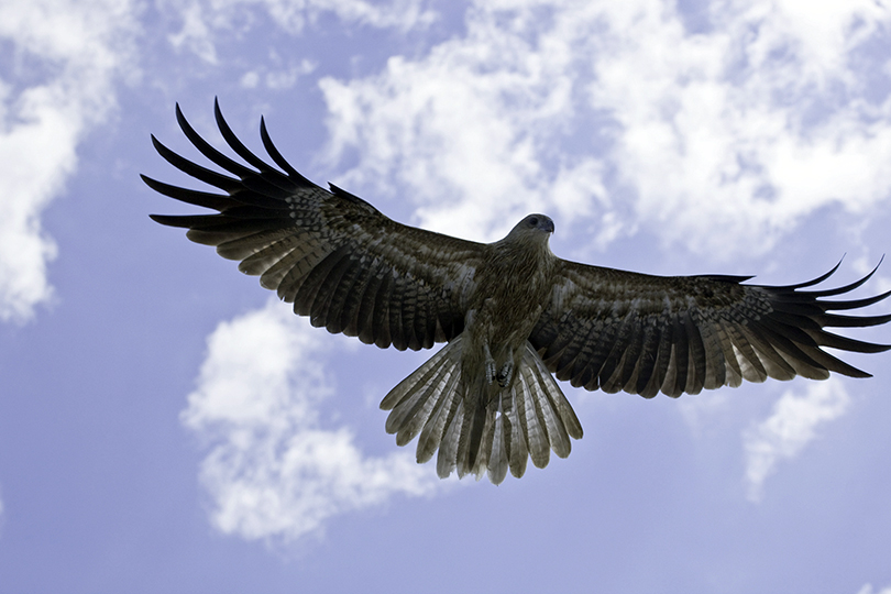 Keilschwanzadler (wedge-tailed eagle), Australien