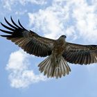 Keilschwanzadler (wedge-tailed eagle), Australien