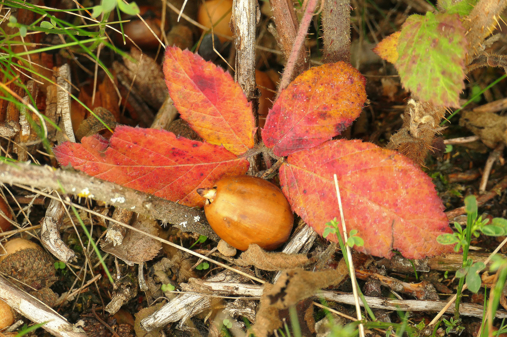 °°°° keimende Eichel im Herbst °°°°