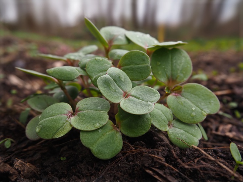 Keimlinge, Balsaminchen 