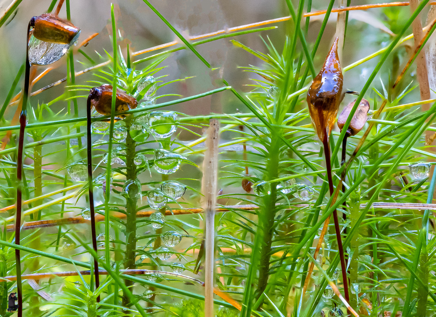 Keimlinge mit Wassertropfen