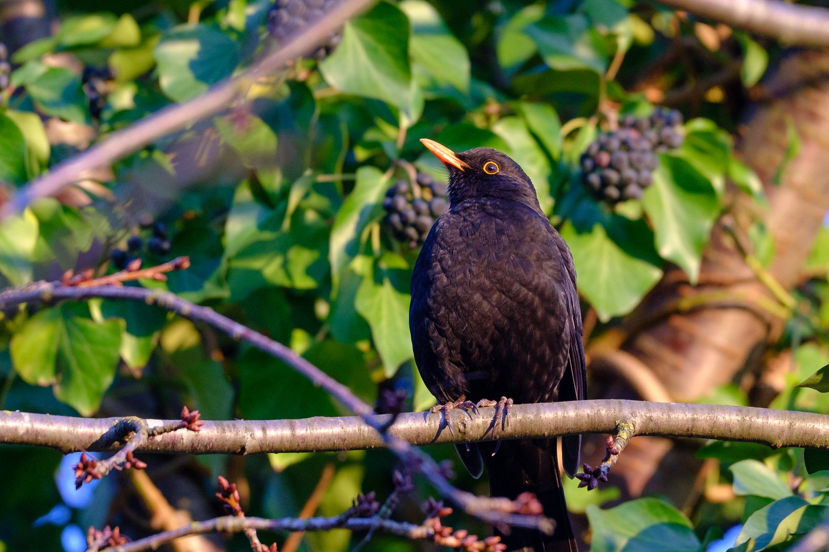 Kein Adler, kein Geier, einfach eine Amsel