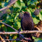 Kein Adler, kein Geier, einfach eine Amsel