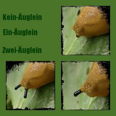 Kein-Äuglein