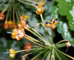 Kein Alien und keine Medusa - sondern Bärlauchsamen (Allium ursinum)