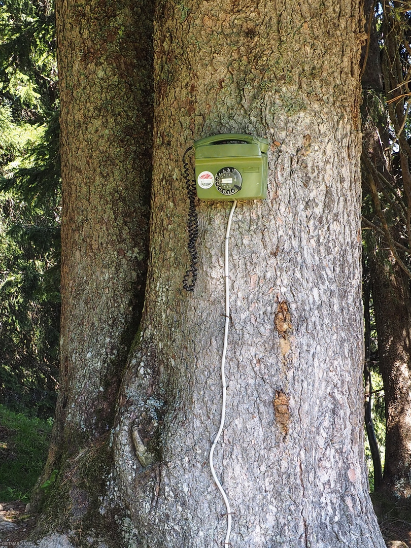 ...“kein Anschluss unter diesem Baum“