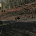 Kein Aprilscherz!: Nachmittagsspaziergang mit Hund.