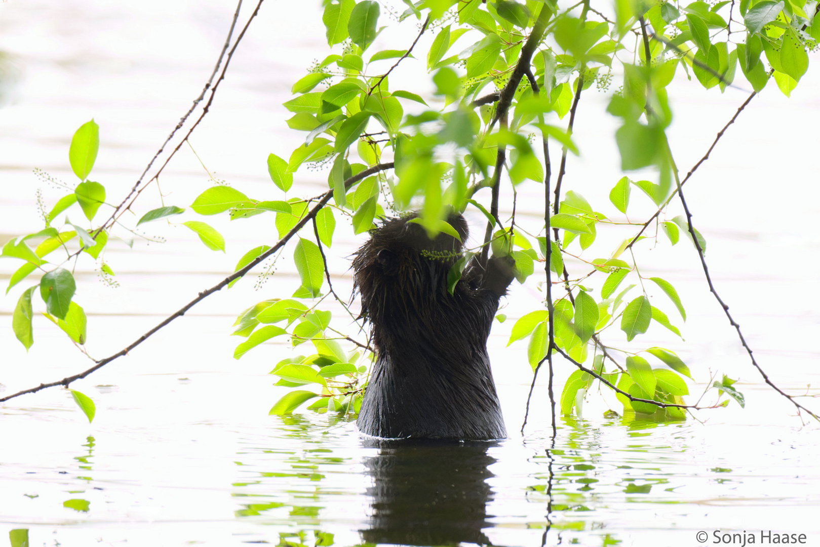 Kein Baummarder...........Nutria angelt nach Blättern