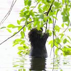 Kein Baummarder...........Nutria angelt nach Blättern