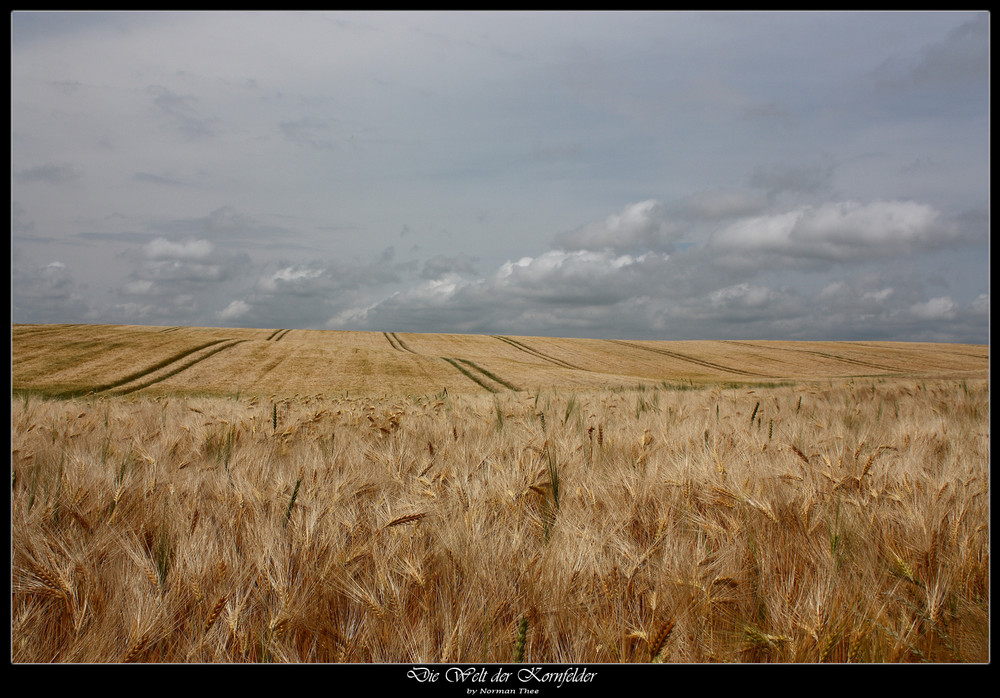 Kein Bett im Kornfeld