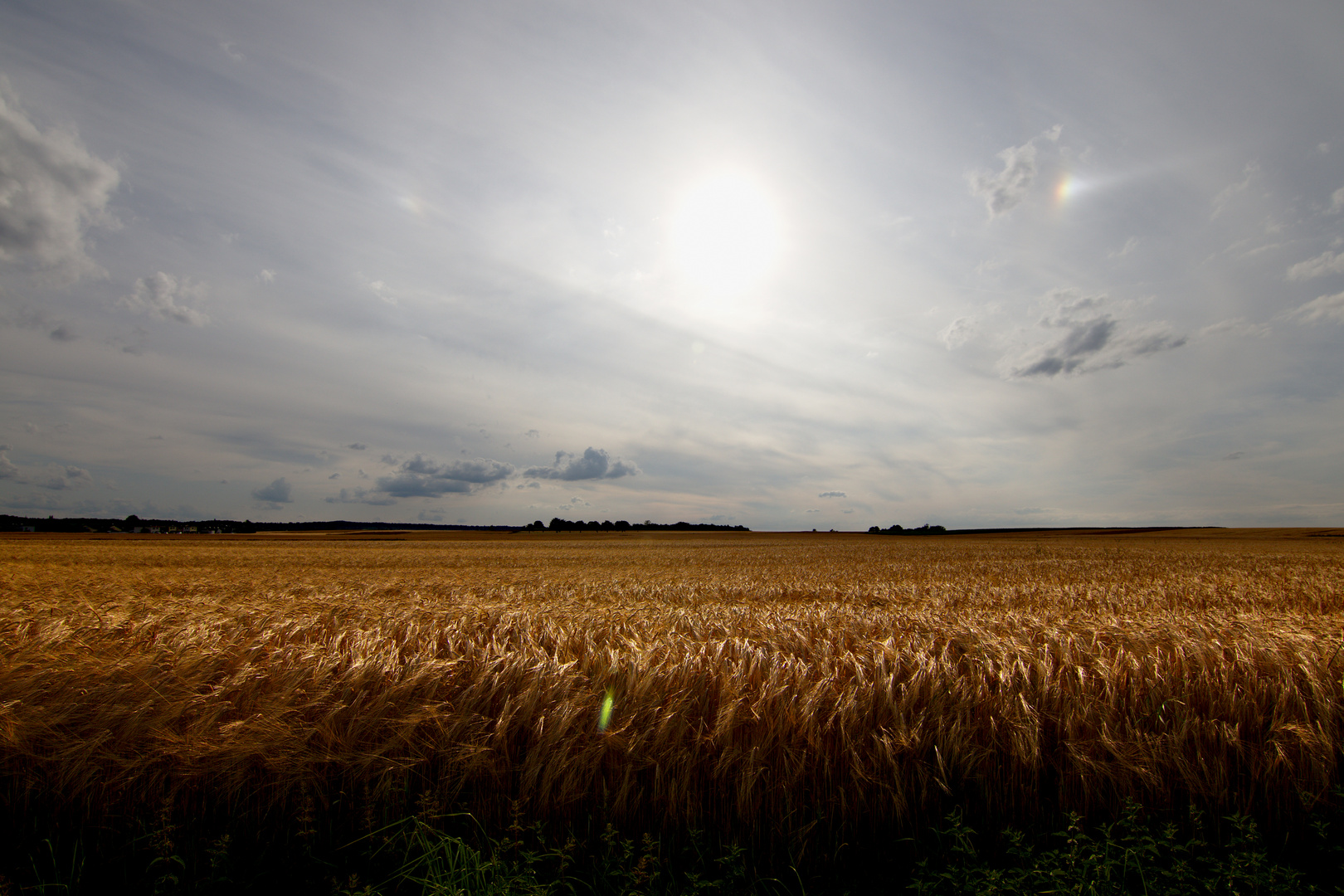 Kein Bett im Kornfeld