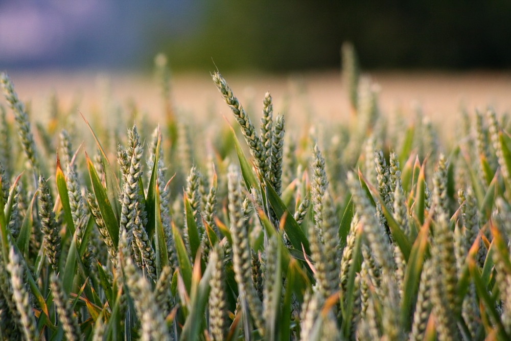 Kein Bett im Kornfeld