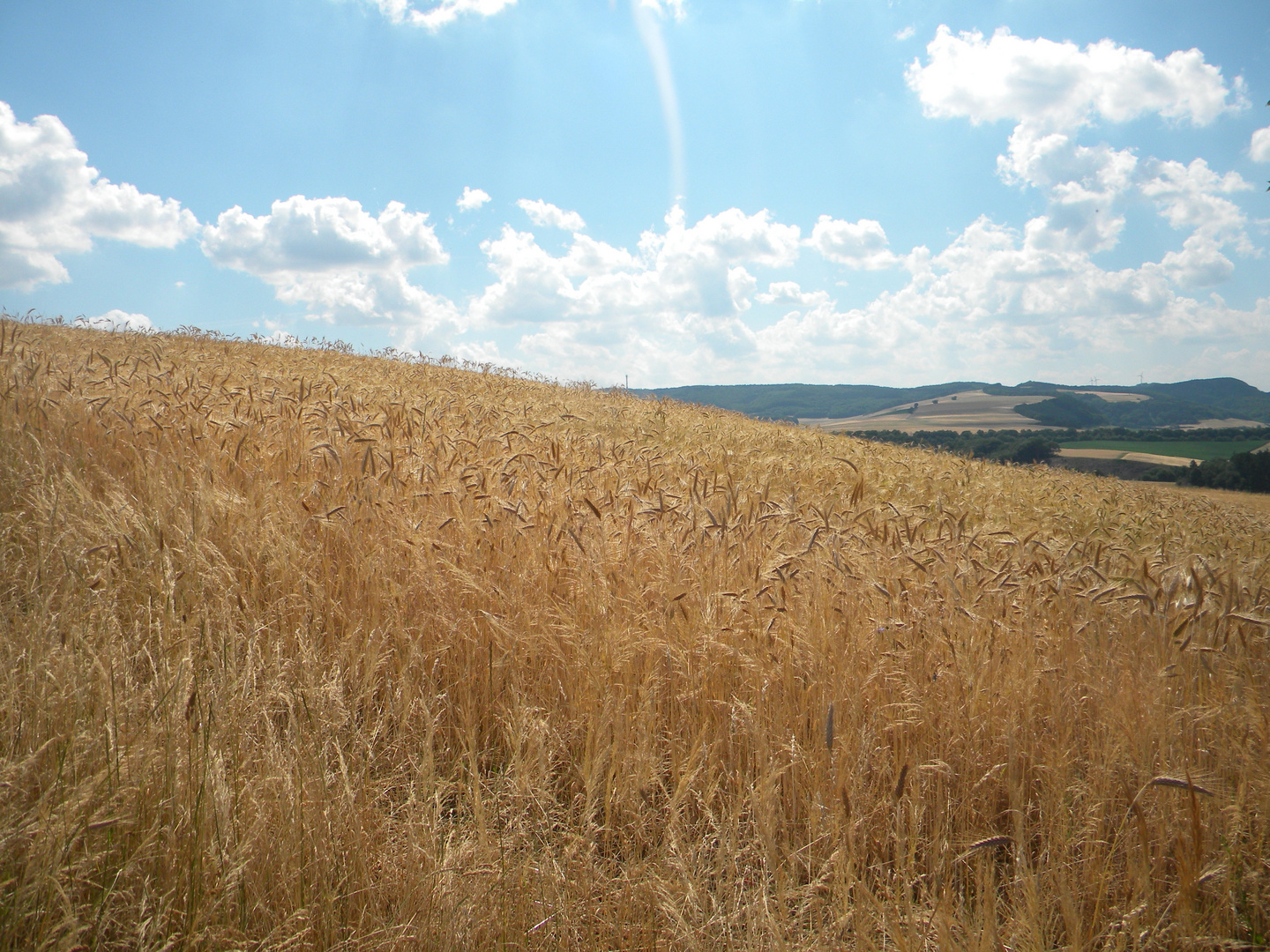 kein Bett im Kornfeld