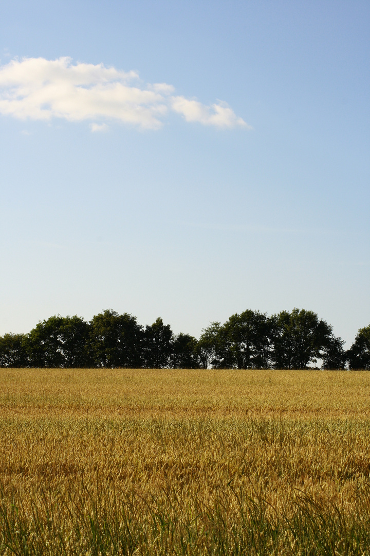 Kein Bett im Kornfeld