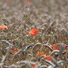 kein Bett im Kornfeld