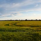 Kein Bett im Kornfeld