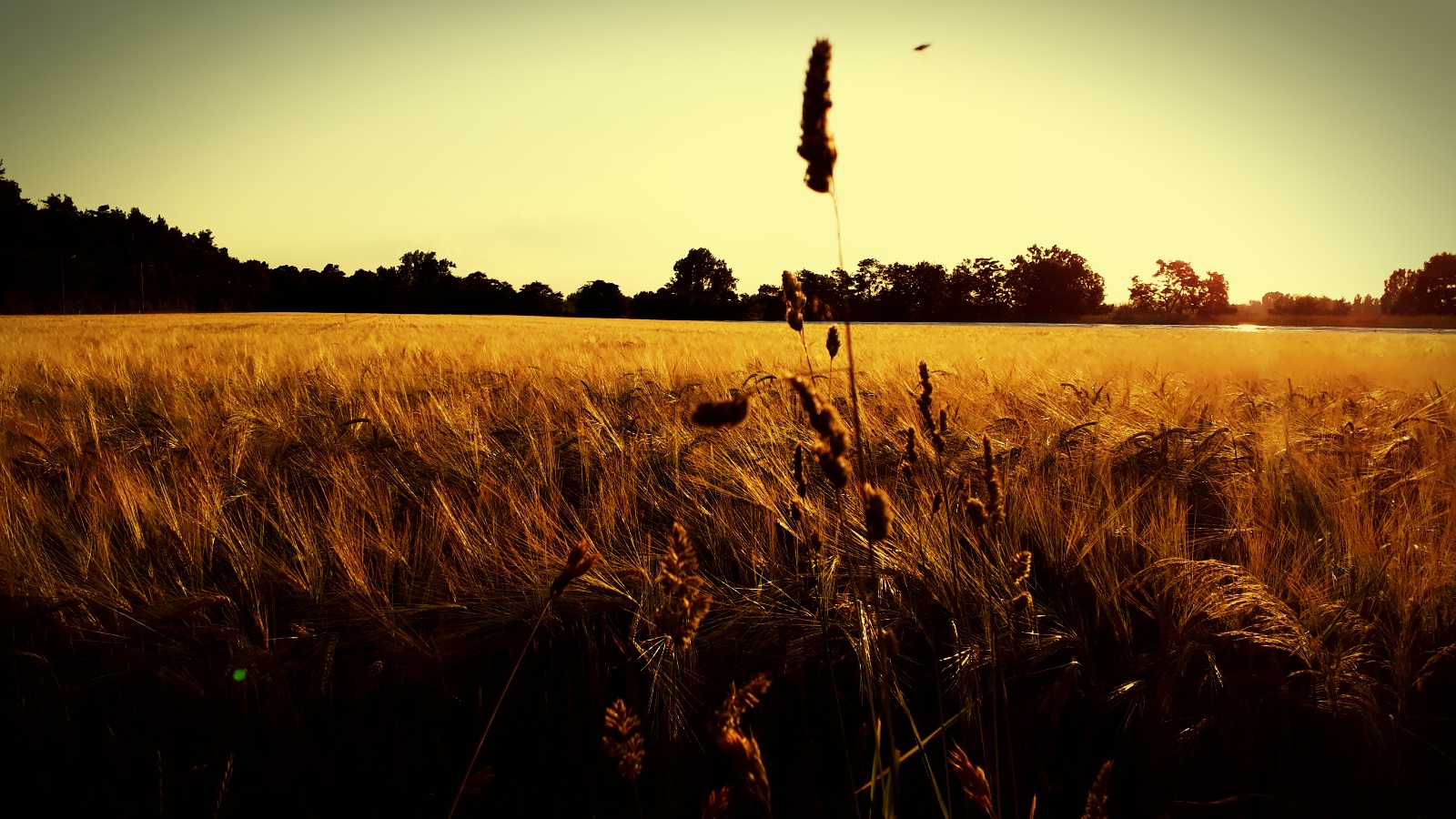 Kein Bett im Kornfeld