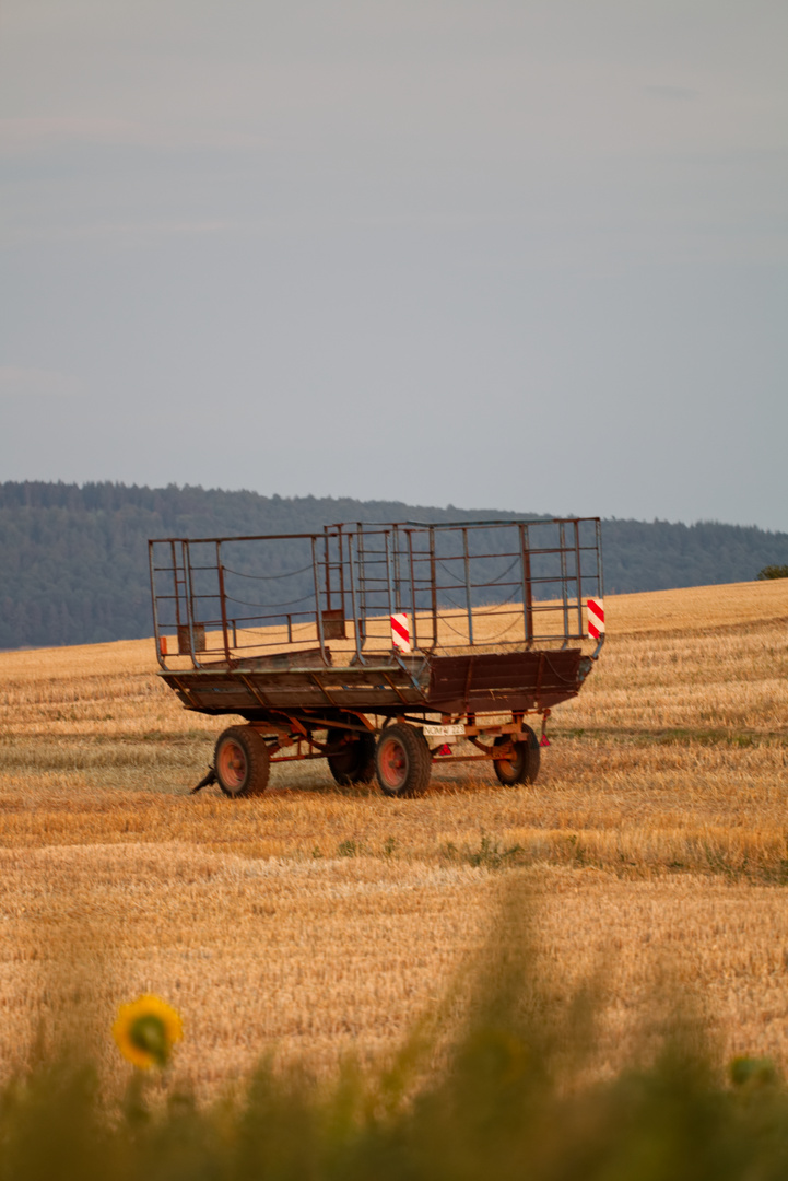 (K)ein Bett im Kornfeld?