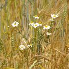 Kein Bett, sondern Blumen im Kornfeld