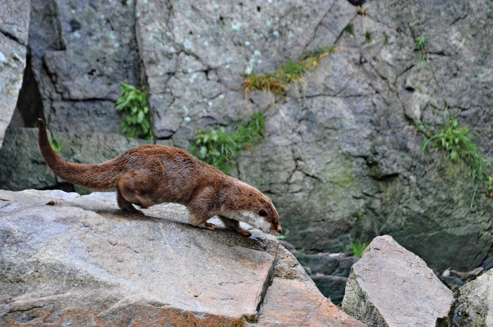 Kein Biber - ein OTTER -