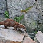 Kein Biber - ein OTTER -