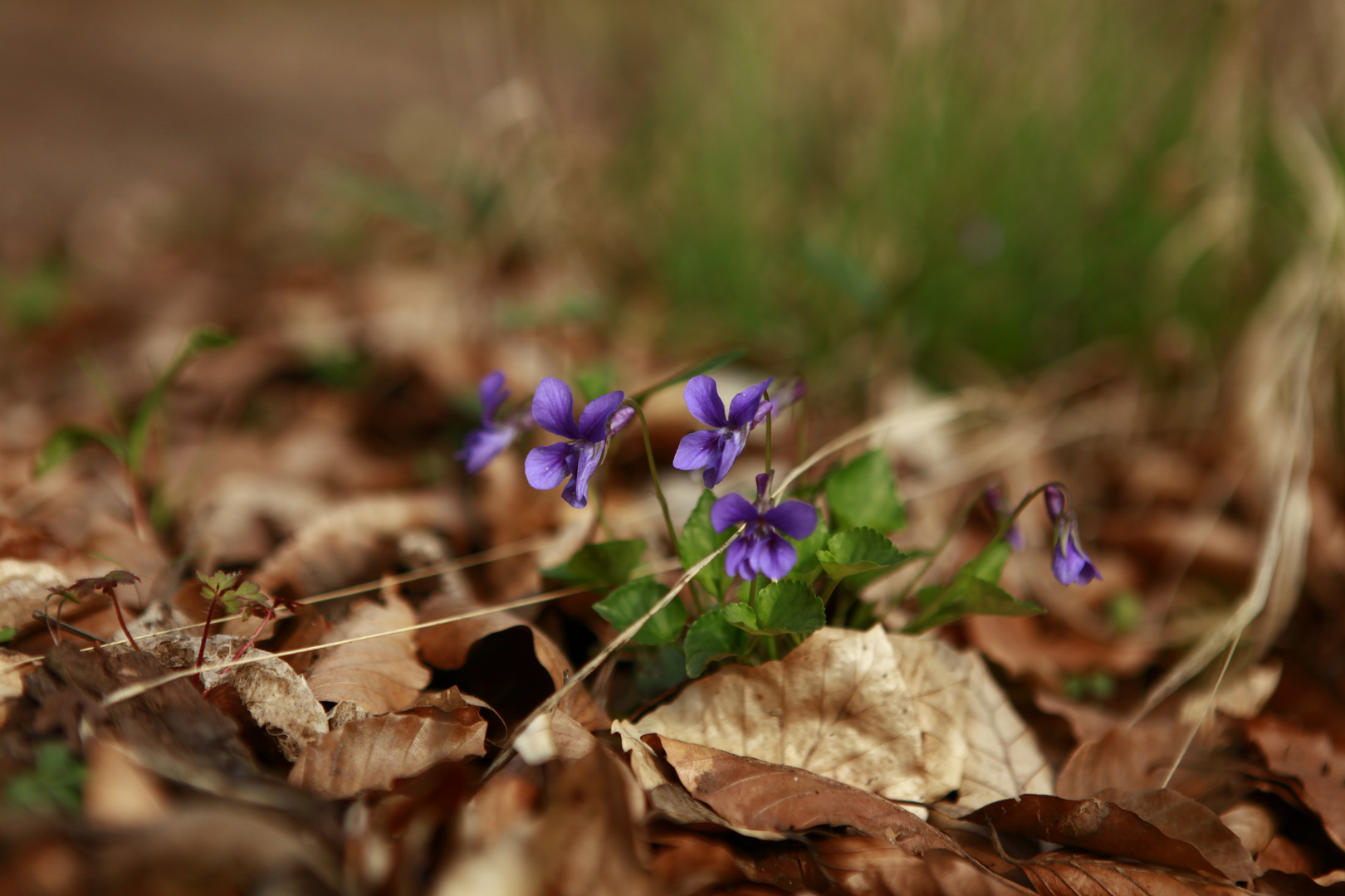 Kein blaues Veilchen.. 