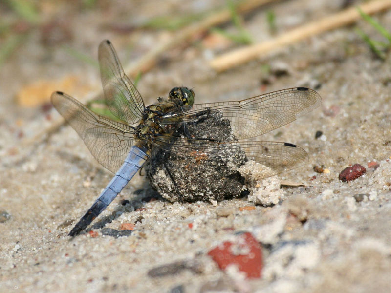 Kein blaugepfeilter Pillendreher