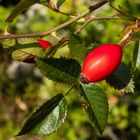 Kein Blümchen dafür