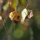 kein blümchen, dafür blätter