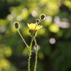 Kein Blumenstrauß