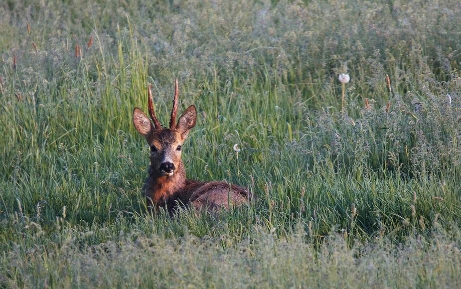 Kein Bock ? - Doch Bock !