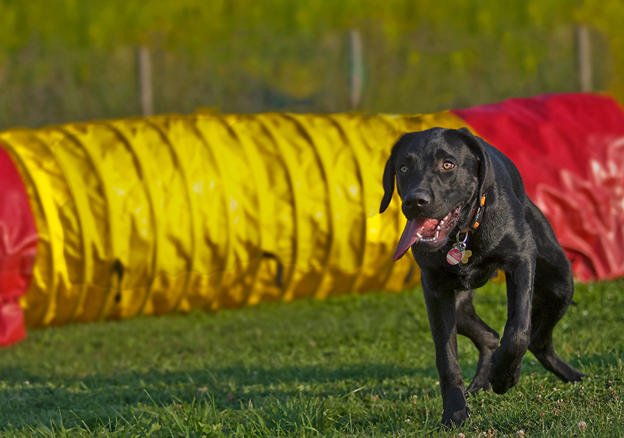 Kein Bock mehr auf Agility..