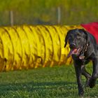 Kein Bock mehr auf Agility..