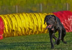 Kein Bock mehr auf Agility..