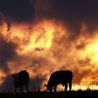 Kein Buschbrand ...Kühe vor dramatischer Sonnenuntergangsstimmung