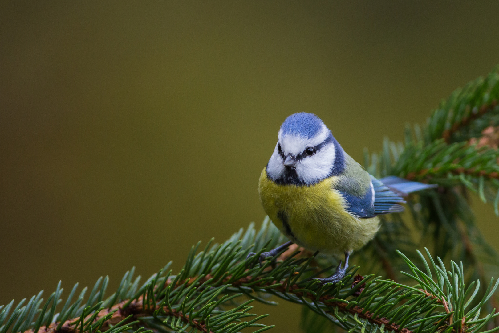 Kein Christbaumschmuck...