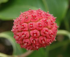 Kein "Corona-Virus" sondern Frucht des Japanischen Blüten-Hartriegels (Cornus kousa)