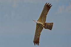 kein echter Vogel