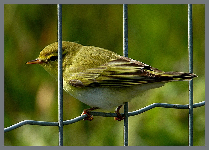 Kein eingesperrter gelber Kanarienvogel...