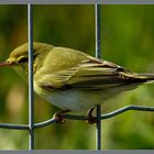 Kein eingesperrter gelber Kanarienvogel...