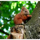 Kein Einhörnchen dafür aber ein Eichhörnchen