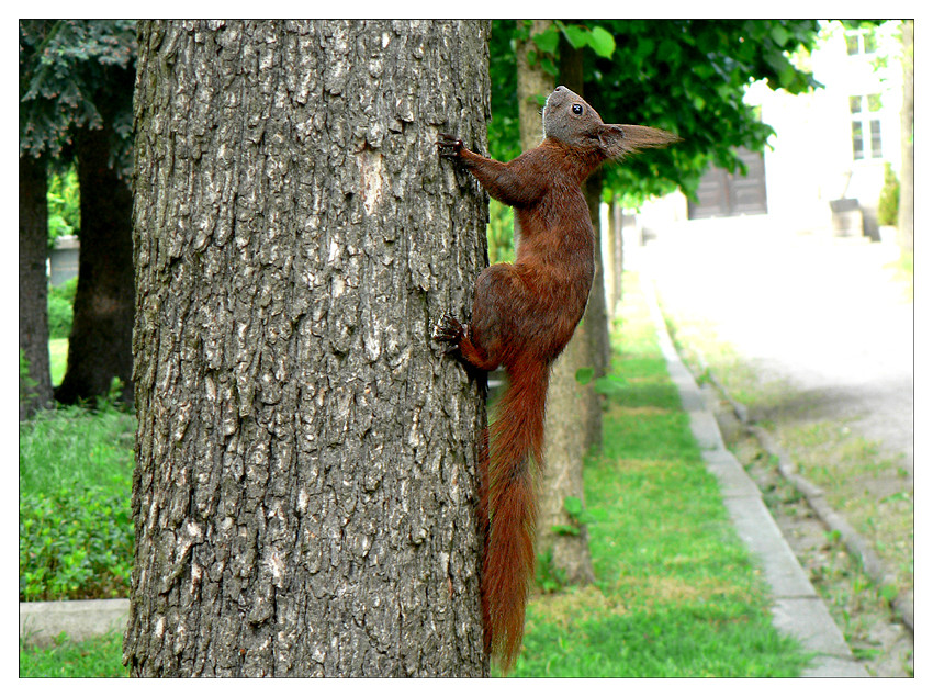 Kein Einhörnchen dafür aber ein Eichhörnchen II