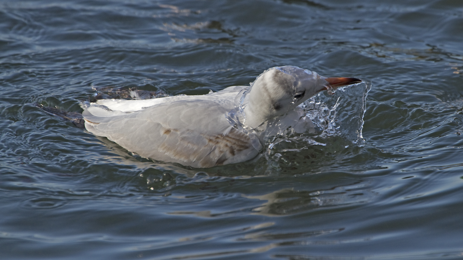 Kein Eis mehr, WASSER!!!