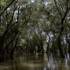 Kein Everglades nur Donaudelta