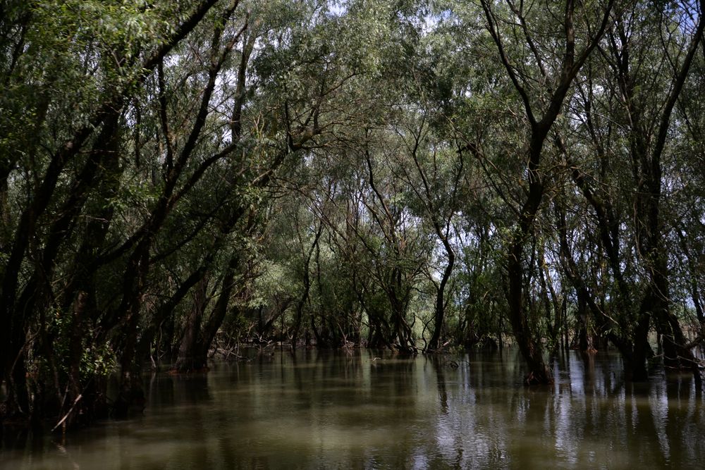 Kein Everglades nur Donaudelta